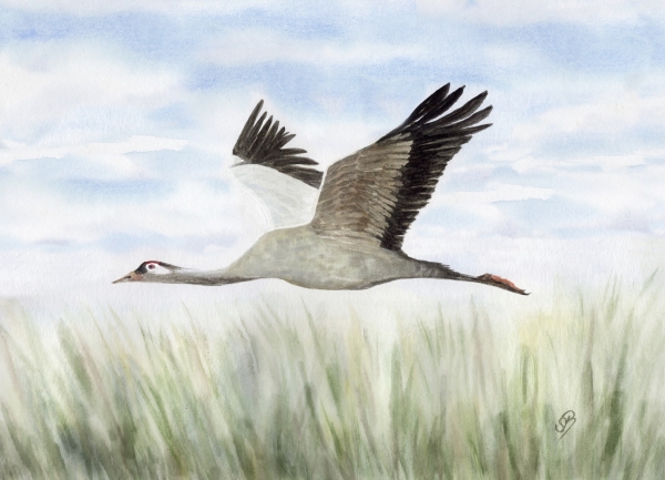 Postkarte DIN-A6 Folienmagnet Aquarell Maritim Kunst Druck Kunstdruck Ostsee Kranich im Flug Ostsee Darß Zingst